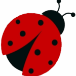 coccinella
