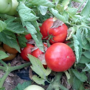 Pomodoro (Insalataro)