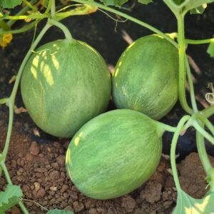 Cetriolo (Carosello)