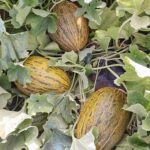 Melone Invernale
