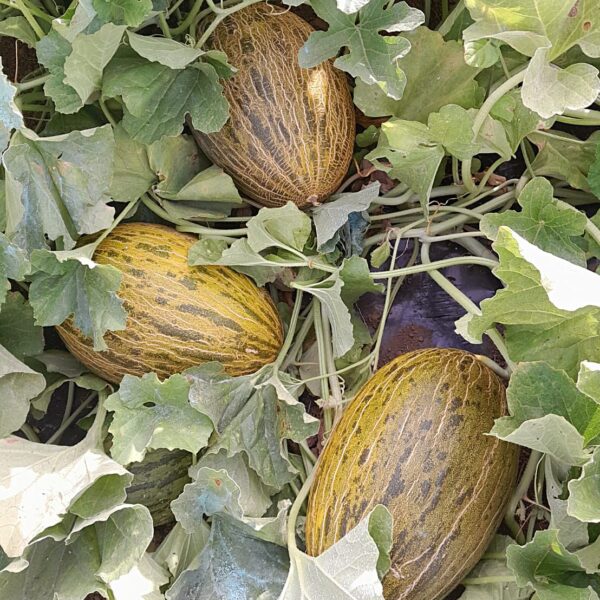 Melone Invernale