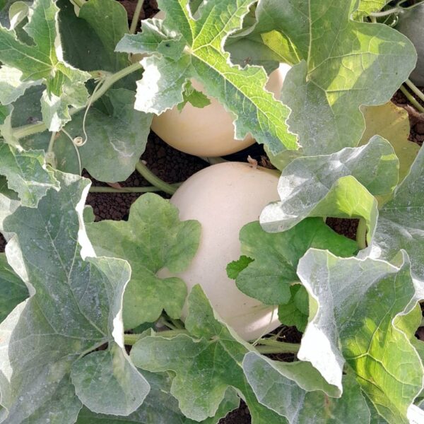 Melone (Liscio)