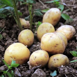 Patata (Spunta)