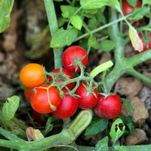 Pomodoro Ciliegino