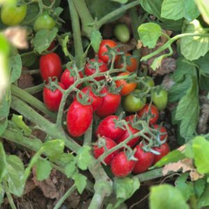 Pomodoro datteri