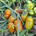 Pomodoro Oblungo