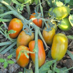 Pomodoro Oblungo