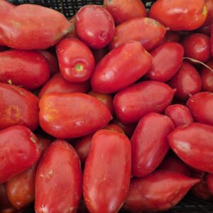 Pomodoro oblungo rosso