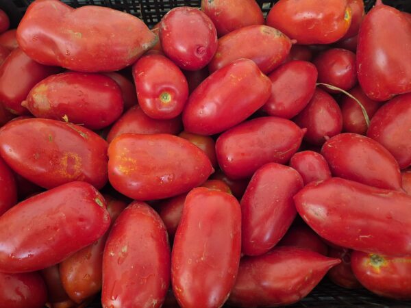 Pomodoro oblungo rosso