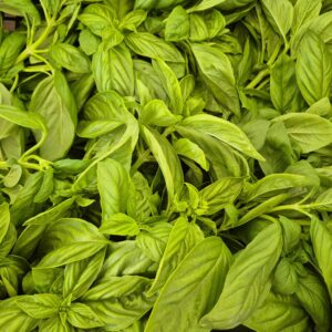 Basilico