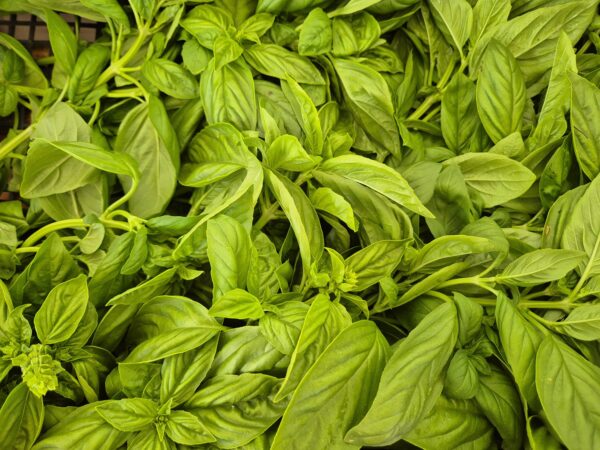 Basilico