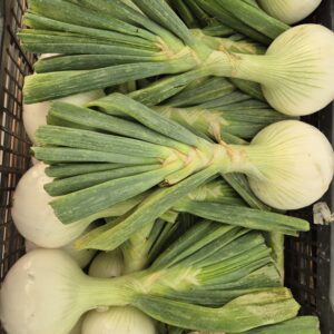 Cipolla fresca